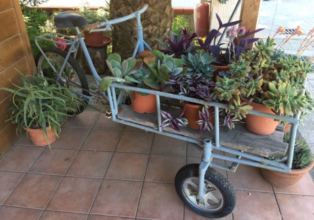 bicicletta piante fiori